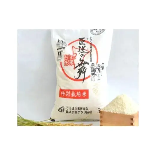 【定期便3回】 令和7年産　匝瑳の舞　精米　10kg ／ お米 米 コメ こめ ごはん ふさこがね 白米 精米 10kg チバエコ 特別栽培 千葉県 匝瑳市