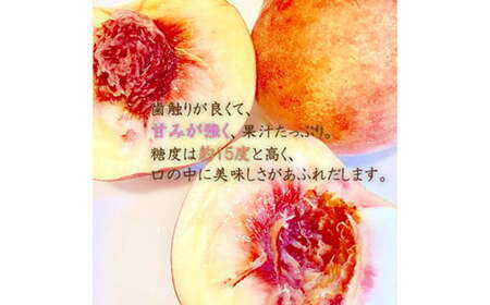 《2026年産先行受付》山形県産 白桃 3kg 品種玉数おまかせ もも モモ 桃 デザート フルーツ 果物 くだもの 果実 食品 山形県 FSY-2516