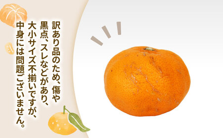訳あり はれひめ 約6kg 協徳ガーデン 先行予約 予約受付 訳アリ わけあり 瀬戸の晴れ姫 晴姫 蜜柑 mikan 愛媛みかん 愛媛ミカン 愛媛蜜柑 果物 くだもの 柑橘 フルーツ 希少 品種 数量限定 産地直送 農家直送 国産 愛媛 宇和島 B010-178004