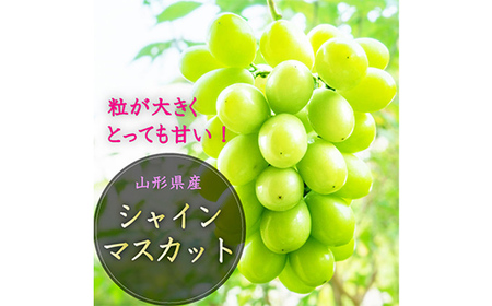 《先行予約 2026年8月発送開始》 山形県の至高！ 山形県厳選 新米・フルーツ定期便 全3回 マスカット ぶどう ブドウ 葡萄 デザート フルーツ 果物 くだもの 果実 食品 山形県 FSY-2454