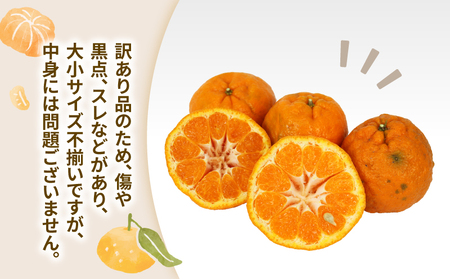 訳あり ポンカン 約10kg 協徳ガーデン 先行予約 予約受付 訳アリ わけあり ぽんかん 甘い 濃厚 ジューシー 果物 くだもの フルーツ 柑橘 みかん mikan 宇和島みかん 愛媛蜜柑 愛媛ミカン ミカン 蜜柑 農家直送 産地直送 数量限定 国産 愛媛 宇和島 B010-178005