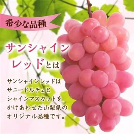 【2026年発送】サンシャインレッド 2～3房 1kg程度 ピンクに輝く シャインマスカット【配送不可地域：離島】【1561472】