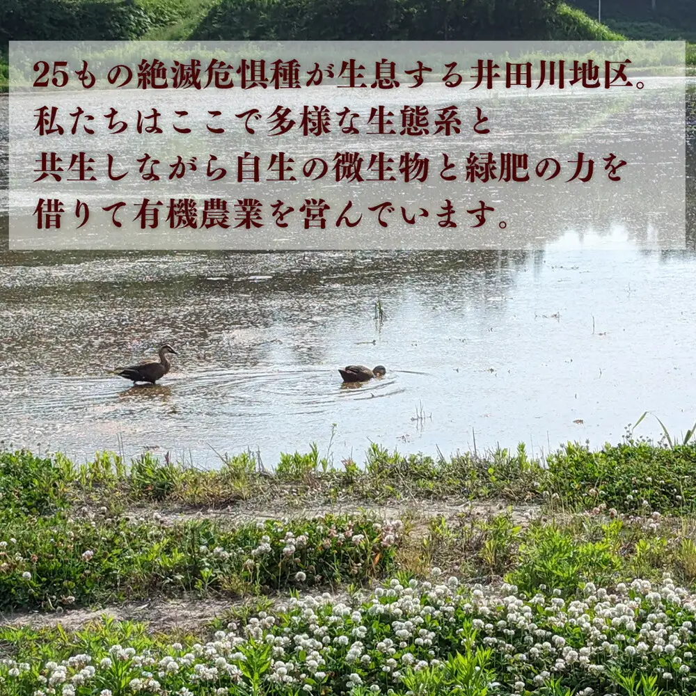 【定期便】有機米 にじのきらめき 白米 15キロ 令和8年産｜先行予約 みさき未来