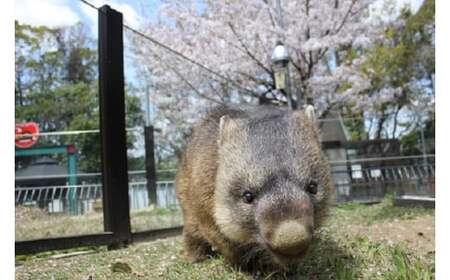 【65-01】五月山動物園ウォンバットコラボワイン「ワイン」