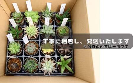 人気のハオルチア16種詰め合わせ（B960-2）