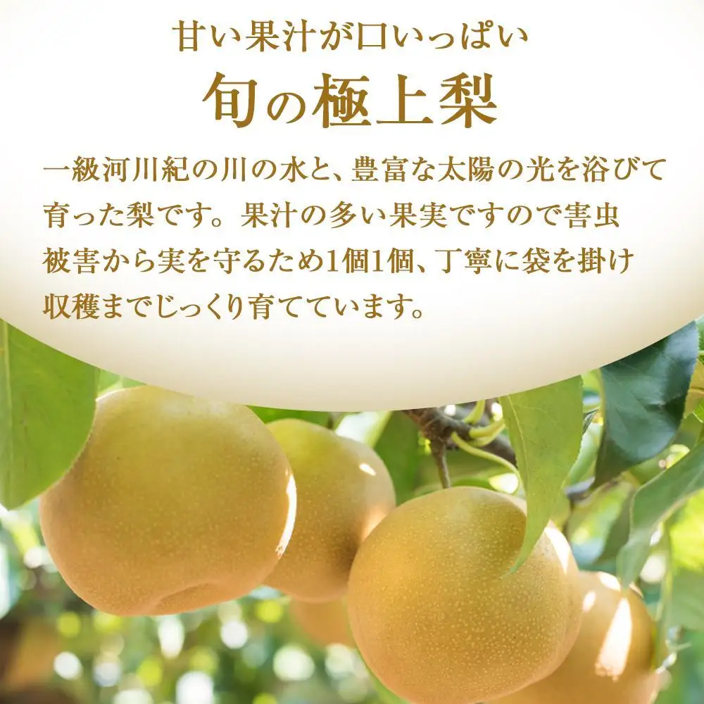 先行予約 旬の梨 極上 秀品（中玉～大玉）6～8個入り ［2026年8月下旬頃～9月下旬頃発送］［KG23］