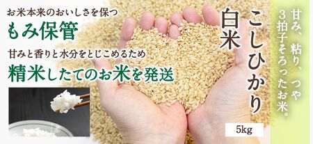 Y308  特別栽培米コシヒカリ5kg