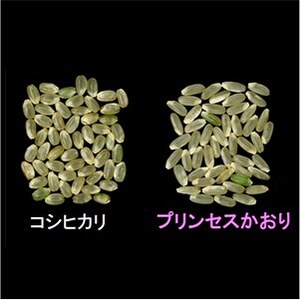 Y311 【3個入りお米ギフト】プリンセスかおり3個