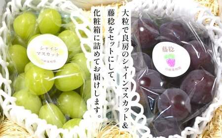 高級ぶどう（藤稔）・シャインマスカット 計2房セット 計1.2kg程《化粧箱入り》【2026年8月下旬～9月上旬発送予定】2種類 フルーツ くだもの ブドウ 大粒 良房 種なし ジャンボブドウ マスカット 旬 季節 冷蔵 国産 福岡県 北九州市