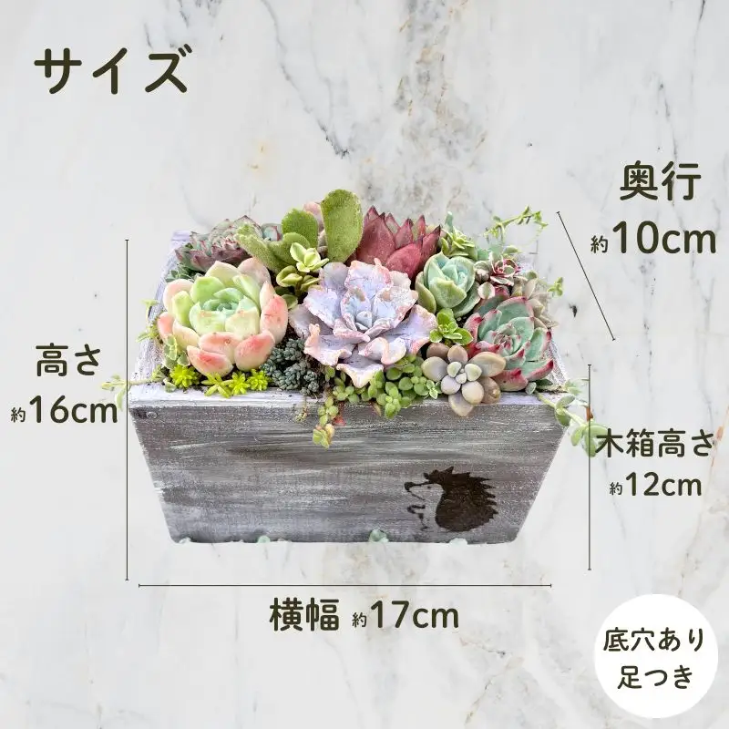 多肉植物 木箱寄せ植え ／ aju succulent 植物 インテリア アレンジ ガーデニング 15種 そのまま飾れる プレゼント ギフト 奈良県 葛城市【ajus009】