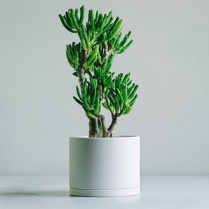 【観葉植物】MOLLIS 宇宙の木 ユニーク 観葉植物 【KINTO】