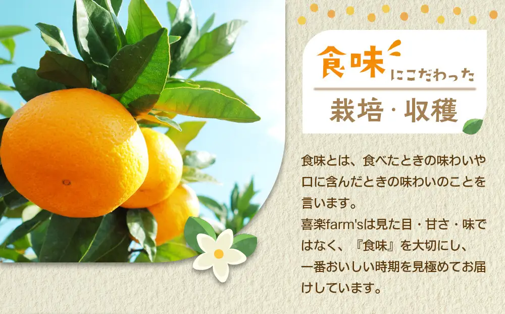 産地直送 有田みかん サイズ 不揃い 約5kg 喜楽farms 【2026年11月以降順次発送】