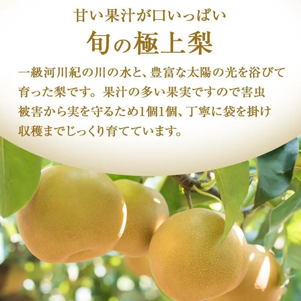 先行予約 旬の梨 極上 秀品（中玉～大玉）6～8個入り ［2026年8月下旬頃～9月下旬頃発送］［KG23］
