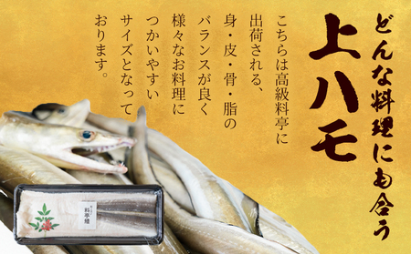 上 ハモ 300g《7月上旬-9月末頃出荷予定》
