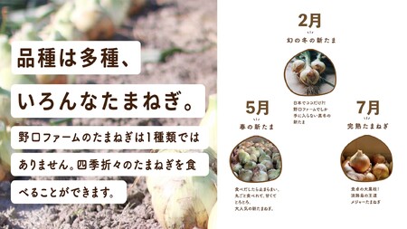 【全３回定期便】淡路島たまねぎ２kg　旬の贅沢セット！【2・5・7月発送】