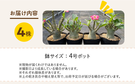 Adenium arabicum アデニウム アラビカム 4株 長与町/アグリューム[EAI159] 