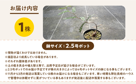 Operculicarya pachypus オペルクリカリア パキプス １株 長与町/アグリューム[EAI161] 