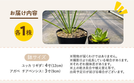 ユッカ リギダ ＆ アガベ チアペンシス 各1株 Yucca rigida ＆ Agave chiapensis 長与町/アグリューム[EAI206] 