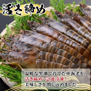 n281 訳あり 車海老 規格外 バラ セット 計1.8kg・300g前後 × 6P 【車海老日本株式会社】