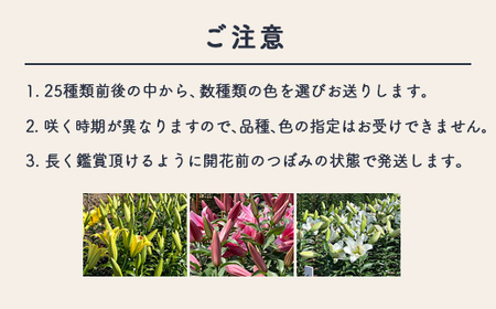 【早期予約】長引野丘陵 花の里 オリエンタルハイブリッド｜ゆり 切花 ※2026年6月～発送