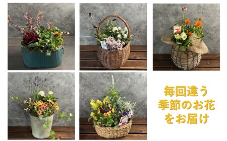 【定期便12ヶ月】季節の寄せ鉢 O0033 花 ガーデニング