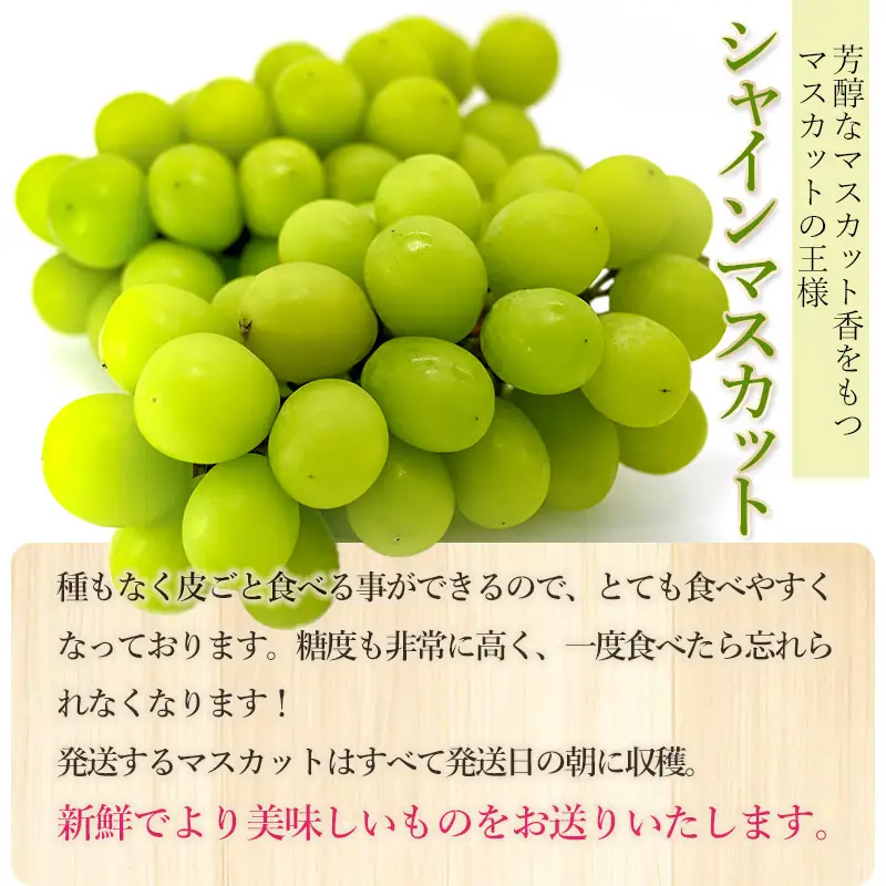 【令和8年産先行予約】【訳あり】 バラ粒 シャインマスカット 約2.8kg以上（3パック)　山形県鶴岡市　渡部農園