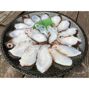 【兵庫県相生市】 相生市立水産物市場「魚稚」の たこしゃぶしゃぶセット４～５人前