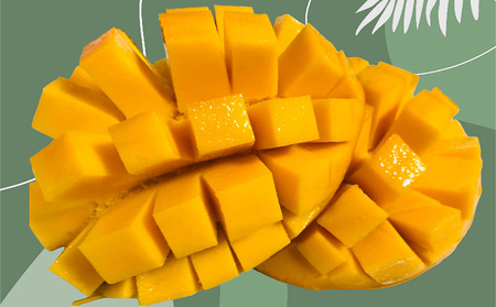 2026年発送【TROPICAL FIELD モリ之ナカ】家庭用マンゴー約2kg（4～6玉） フルーツ 果物 期間限定 数量限定 先行予約 南国 プレゼント お土産 おみやげ ギフト くだもの 沖縄 おきなわ 青果 デザート おすすめ 人気 冷蔵 夏 スイーツ