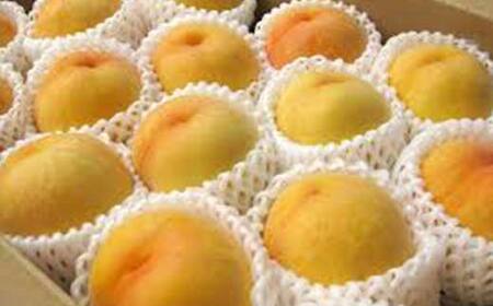 《2026年産先行受付》山形県産黄桃 5kg(10～20玉) 品種おまかせ 特秀品 もも 果物 フルーツ FSY-2521