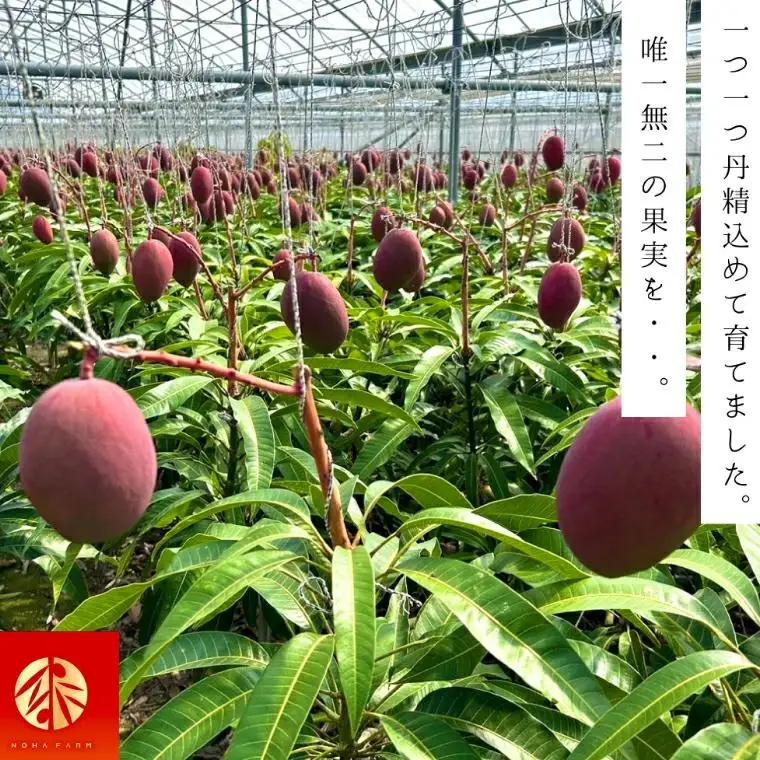 沖縄マンゴー約1kg(2～3玉)