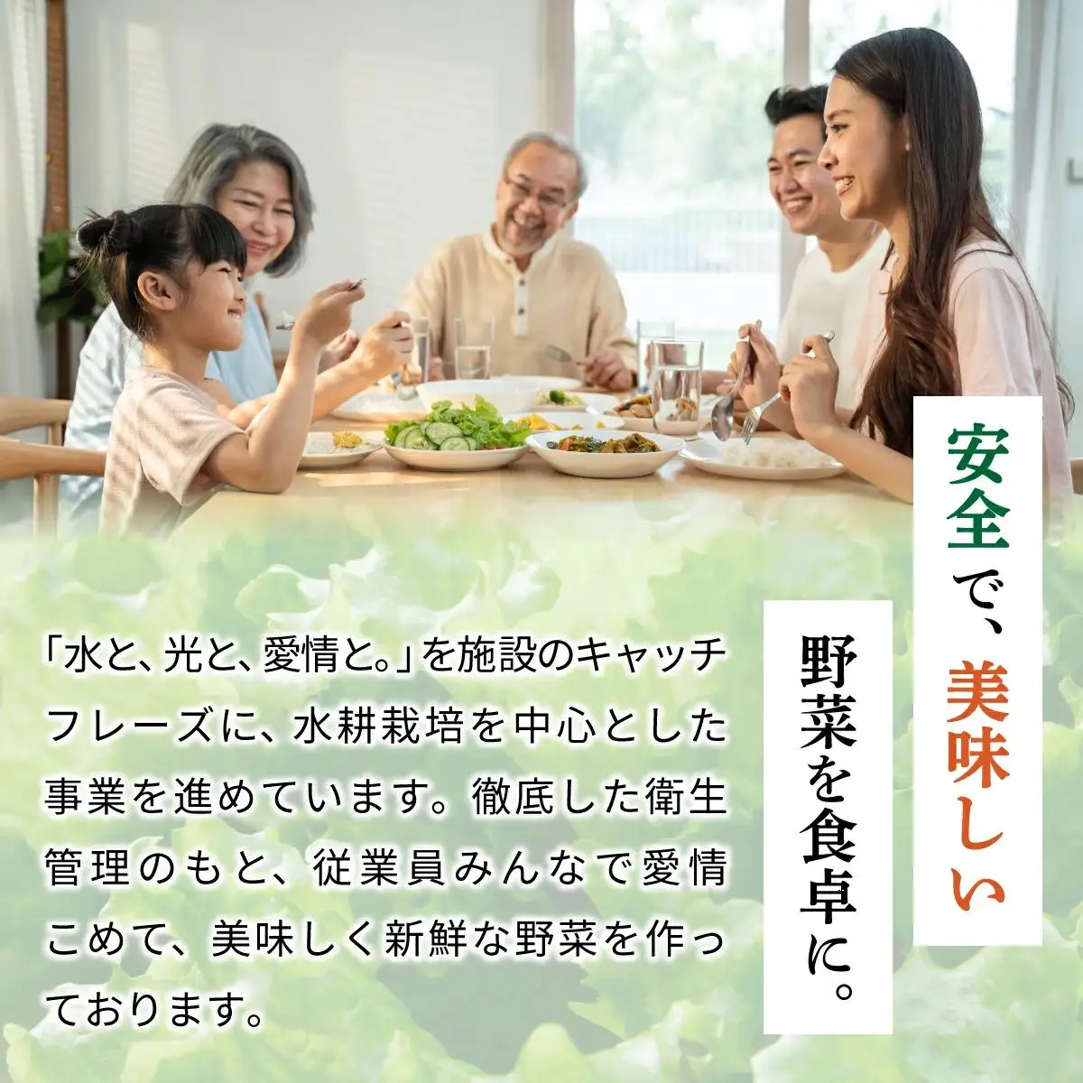 水と光と愛情で育ったレタス詰め合わせ 8袋入