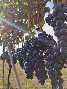 アケノ ヴェニュス カベルネ・ソーヴィニヨン 2023 750ml×1本　ワイン 赤ワイン 750ml×1本 アケノ ヴェニュス カベルネ・ソーヴィニヨン 2023 明野町ドメーヌ 自家畑 ぶどう100% 減農薬 程よい酸味 爽やか 日頃飲み 贈りもの ギフト 明野産 山梨県 北杜市  [h317]