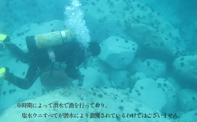 【2026年7月上旬頃より順次発送】北海道奥尻産「キタムラサキウニ」50g×3パック (塩水パック)【期日指定不可】