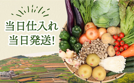 【3回定期便】野菜定期便15品目以上 吉岡青果[SCZ023] 野菜定期便