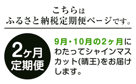 【2026年先行予約】ぶどう プレミアム シャインマスカット定期便 9月 10月発送 船穂 赤秀品 晴王 計2.8kg(約1.4kg×2回お届け) 《2026年9月中旬-10月中旬頃出荷》晴レ乃青果　(岡山中央卸売市場店(富士紙工 有限会社)) マスカット 岡山県 浅口市 フルーツ 果物 【配送不可地域あり】（北海道・沖縄・離島）