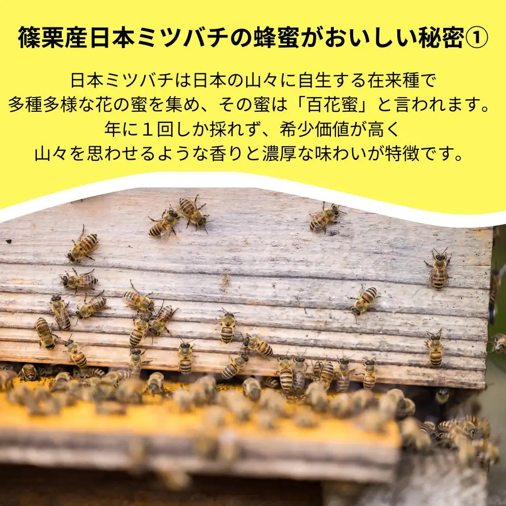 日本蜜蜂「ささぐり里山のはちみつ」（百花蜜）1000g AA002 