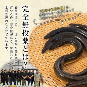 うなぎ 無投薬 鹿児島県産  (1尾あたり136g～155g×5尾) うなぎ 【西日本養鰻】B175