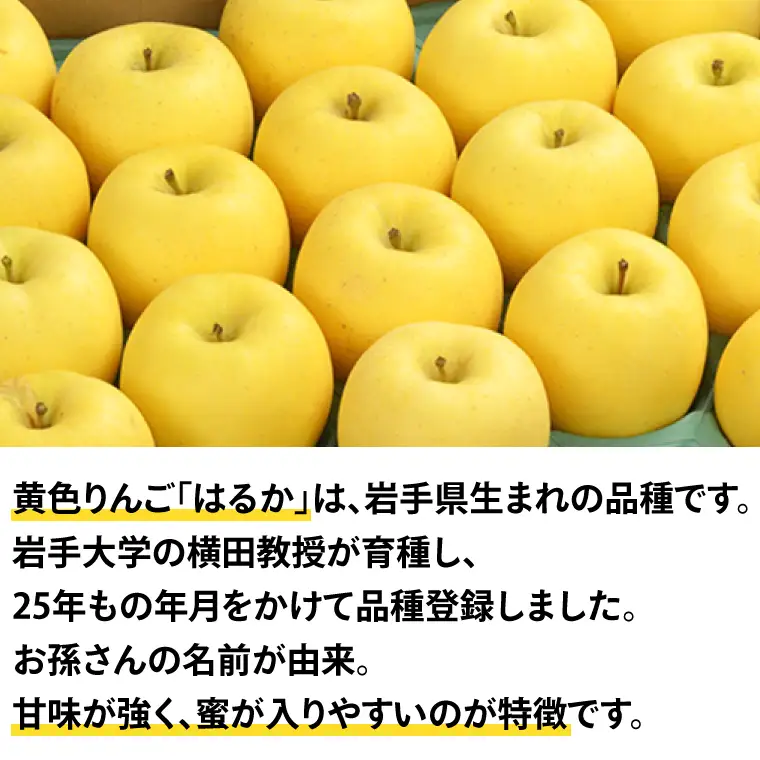岩手県産 りんご 純情はるか 糖度14度以上 樹上完熟 自家用【冬恋研究会】(AI024)