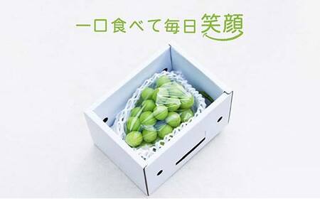 【先行受付 令和8年度発送】もぎたてシャインマスカット1房 600g程度 ギフト箱入り FSY-2029