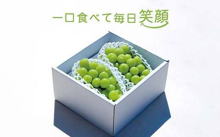 【先行受付 令和8年度発送】大粒もぎたてシャインマスカット2房 1.2kg程度 ギフト箱入り FSY-2030
