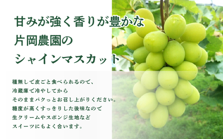 【先行予約】 兵庫県産 シャインマスカット 2房～3房 1.2kg以上 片岡農園 【2026年9月中旬より順次発送】