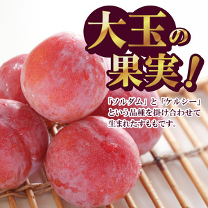 【ふるなび限定】〈2026年度配送分〉★希少品種★サマーエンジェル 8～12玉　FN-Limited-SP