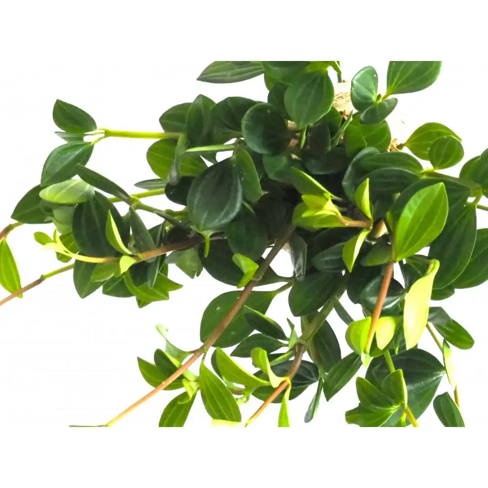 360度楽しめる！吊るせる観葉植物「ハングボール」ペペロミア(Mサイズ)
