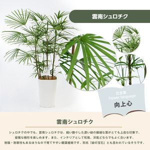 2026年1月中旬～発送【観葉植物】雲南シュロチク 100cm～120cm 前園植物園 IB002-012 観葉植物 ※北海道・沖縄・離島配送不可