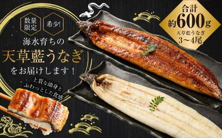 海水育ちの天草藍うなぎ 紅白3～4尾セット 合計約600g タレ付き うなぎ 鰻 ウナギ 蒲焼き かば焼き うなぎの蒲焼 魚 お魚 父の日