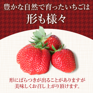 【2027年1月より順次発送】 いちご さちのか 約1kg (約200g×5パック) いちご