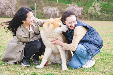 秋田犬と散歩 利用券【小人1人（12歳まで）】ウォーキングガイド同行
