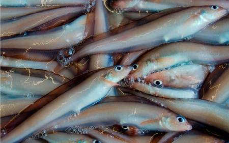 ゲンゲ(ドギ/トーロ/水魚)お吸い物　4パック(4人前)但馬ふるさとの味