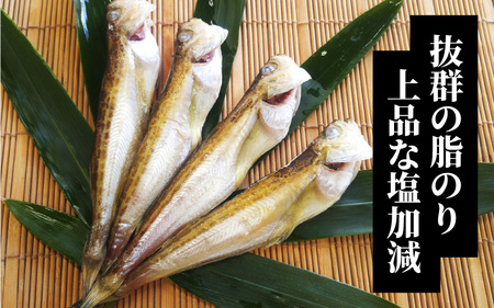 山陰名産　ハタハタ一夜干し　500ｇ