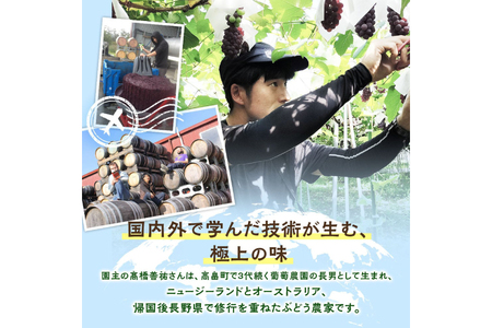 【期間限定発送】 シャインマスカット 2房 1.4kg 以上 朝採り [oboco grapes 山形県 高畠町 tk06ayt250009]